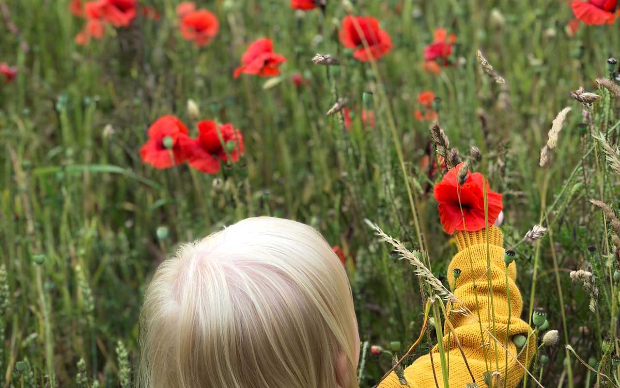 poppy field photo