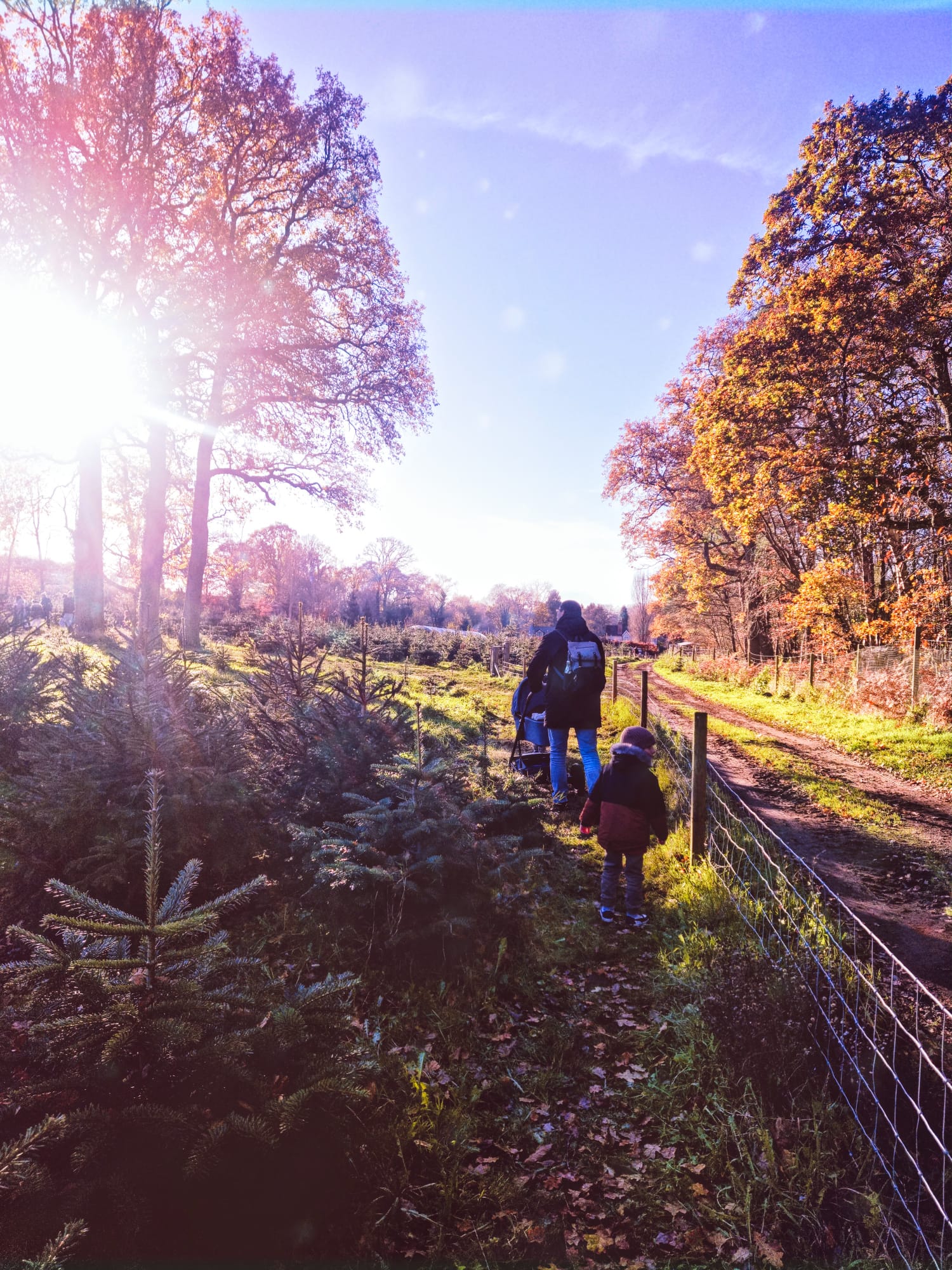 christmas tree farm1